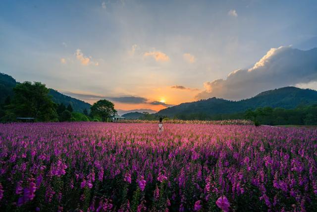 国家aaa级景区腾冲归云庄景区