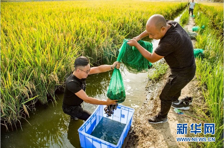 汉中汉台稻渔综养助力乡村振兴