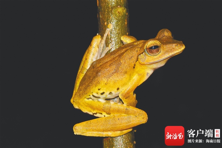 蛙声 蛙声最新消息 新闻 图片 视频 聚合阅读 新浪网 蛙声 蛙声最新消息 新闻 图片 视频 聚合阅读 新浪网