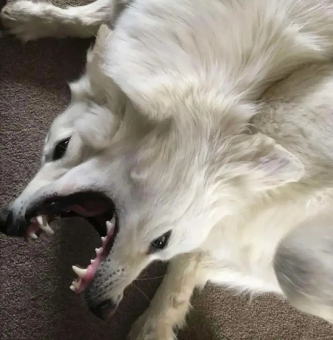 晒出自养的地狱双头恶犬看后惊呆怎么做到的