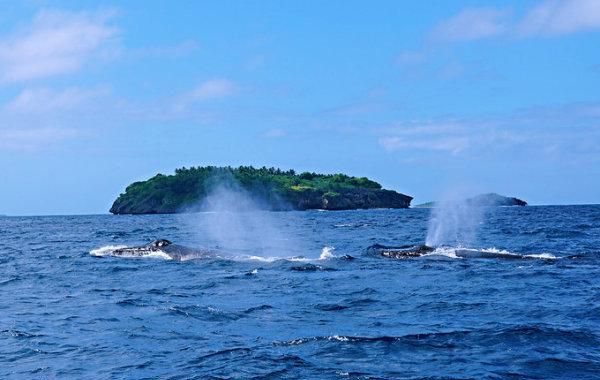 观鲸、看火山、参观原始部落,属于汤加的奇幻之旅休闲区蓝鸢梦想 - Www.slyday.coM 观鲸、看火山、参观原始部落,属于汤加的奇幻之旅休闲区蓝鸢梦想 - Www.slyday.coM