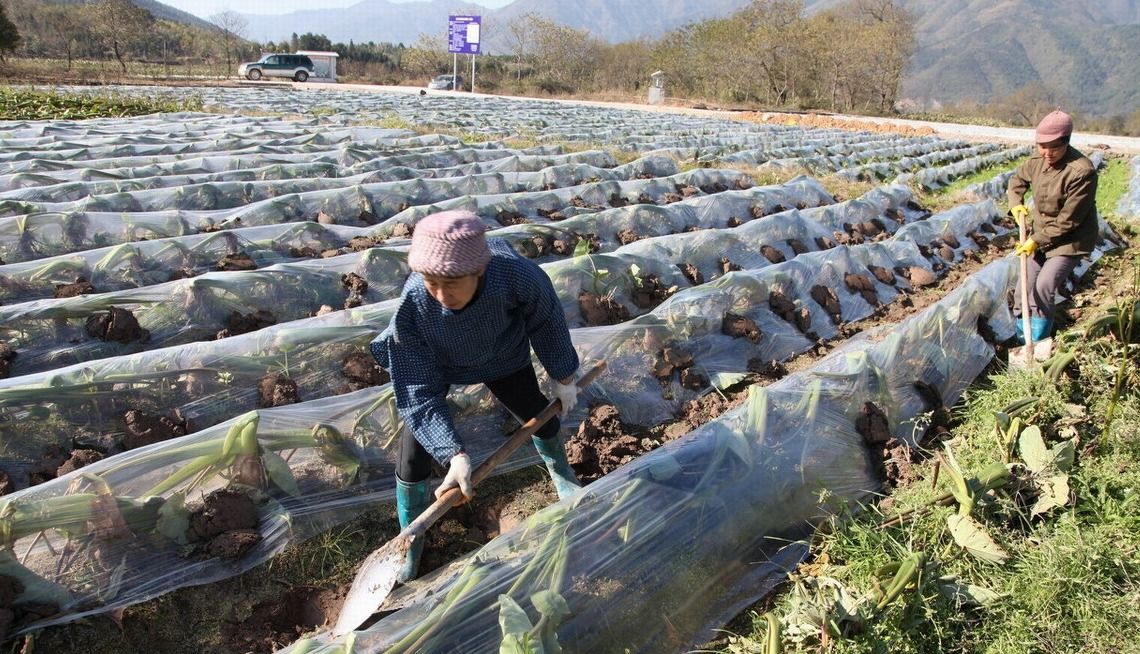 汤加火山喷发,会造成2022年是无夏之年吗?对农业生产有影响吗?休闲区蓝鸢梦想 - Www.slyday.coM 汤加火山喷发,会造成2022年是无夏之年吗?对农业生产有影响吗?休闲区蓝鸢梦想 - Www.slyday.coM