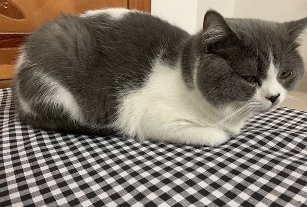 猫咪的母鸡蹲姿势是给铲屎官一些暗示