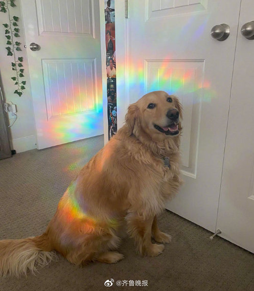 转发这只彩虹狗狗!