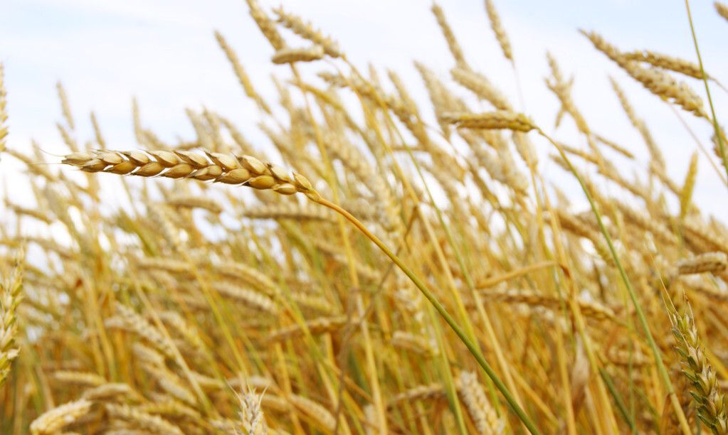 汤加火山爆发，间接影响粮食产量，粮食危机会出现吗？休闲区蓝鸢梦想 - Www.slyday.coM