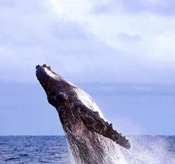 观鲸、看火山、参观原始部落,属于汤加的奇幻之旅休闲区蓝鸢梦想 - Www.slyday.coM 观鲸、看火山、参观原始部落,属于汤加的奇幻之旅休闲区蓝鸢梦想 - Www.slyday.coM
