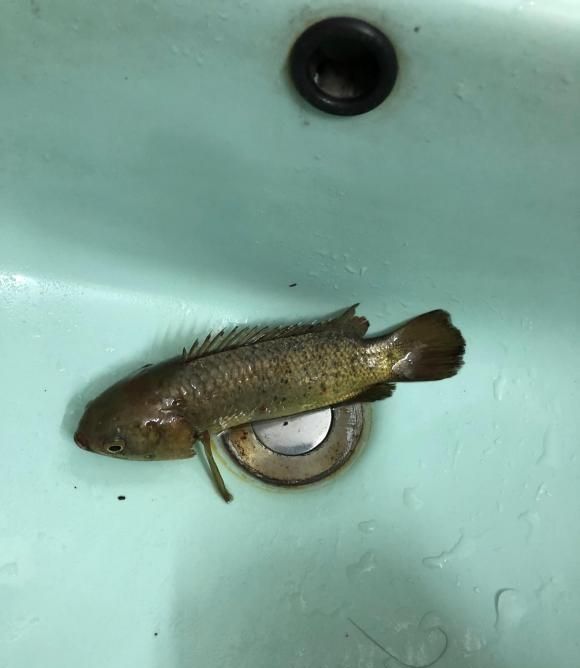 广西男子钓上"硬壳怪鱼",抓鱼还得带手套,网友:这鱼鲜得很!