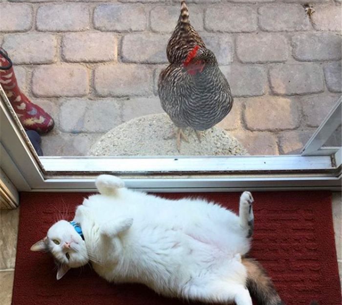 猫咪的母鸡蹲姿势是给铲屎官一些暗示