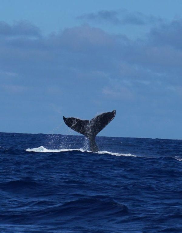 观鲸、看火山、参观原始部落,属于汤加的奇幻之旅休闲区蓝鸢梦想 - Www.slyday.coM 观鲸、看火山、参观原始部落,属于汤加的奇幻之旅休闲区蓝鸢梦想 - Www.slyday.coM