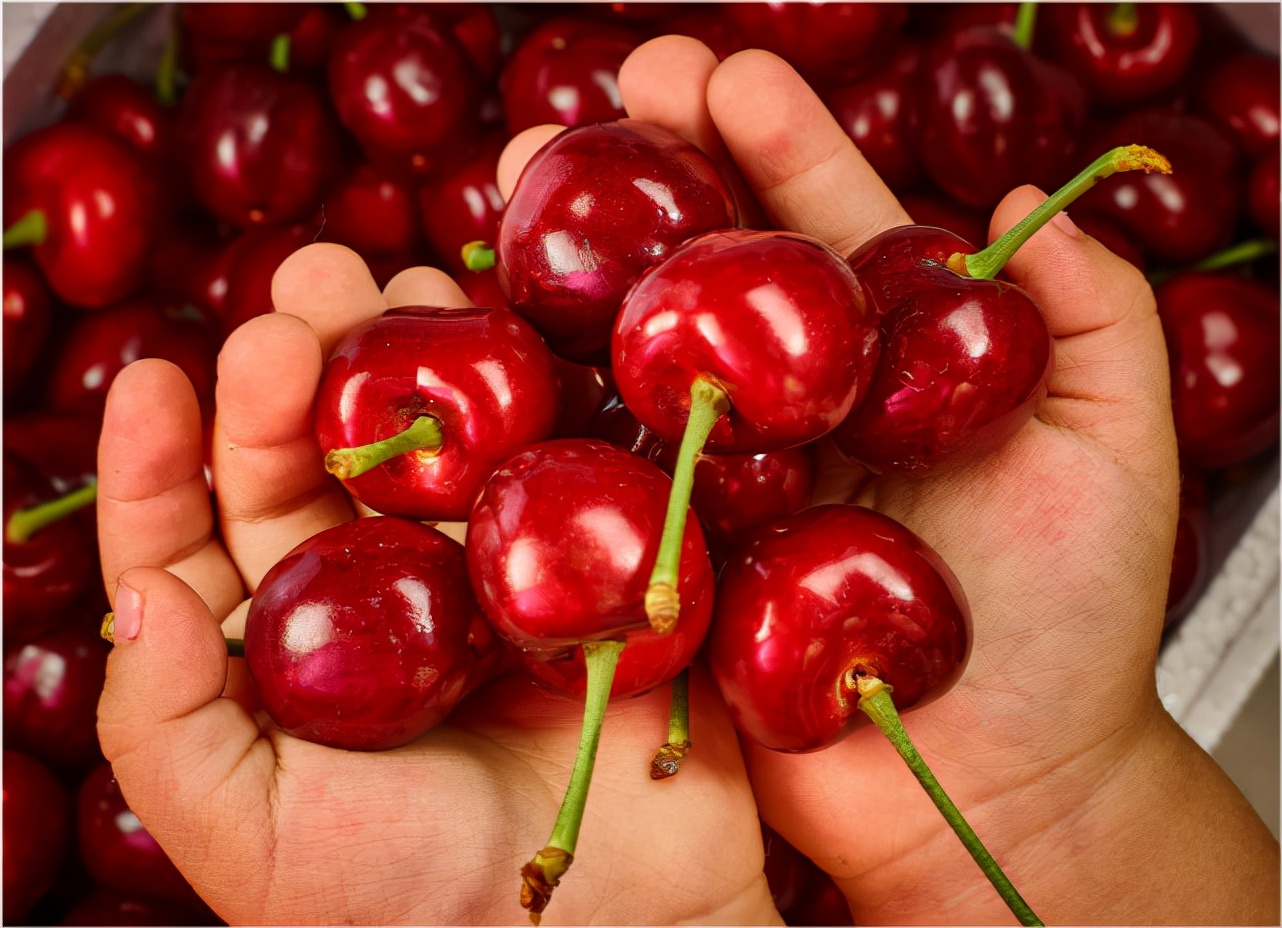 车厘子和樱桃，都是“补血之王”吗？谁的营养价值更高？早做了解休闲区蓝鸢梦想 - Www.slyday.coM