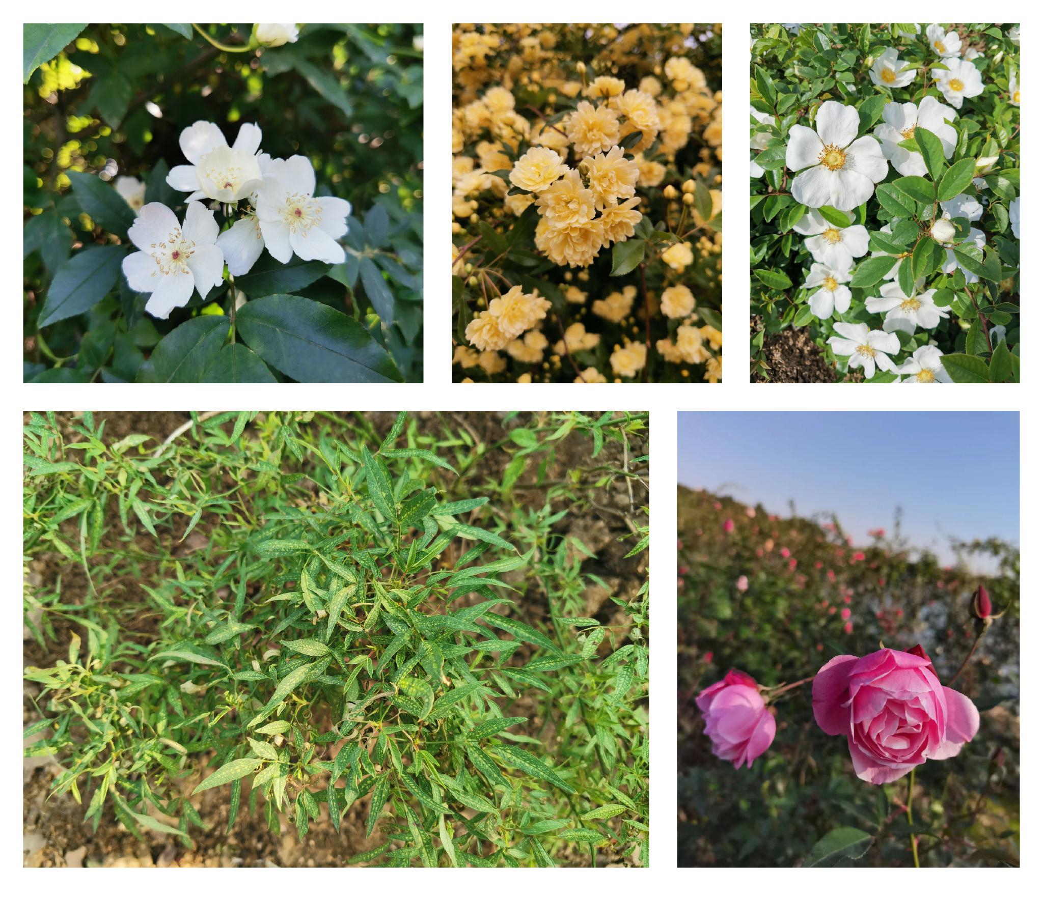 从左至右：白木香、黄木香、金樱子、柳叶蔷薇、月月粉  图片来源：辰山植物园