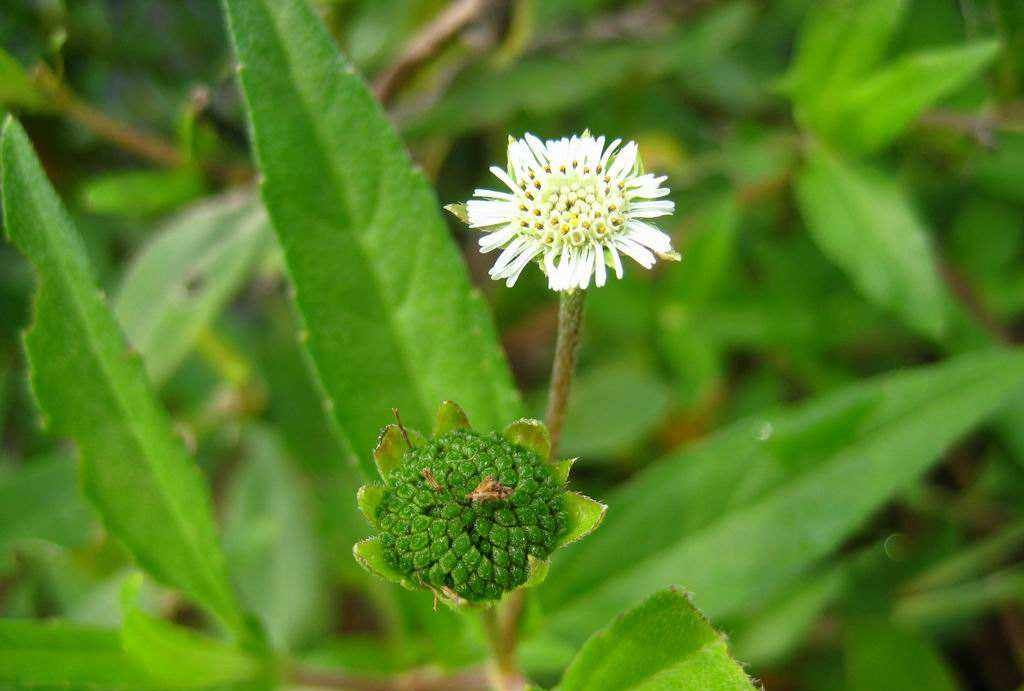 农村小河边一野草,人称"乌发草",用它来煮水比染头发好__财经头条