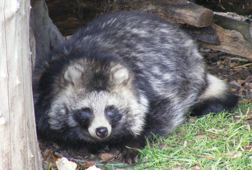 广东韶关发现貉子像只肥狐狸敢进村盗鸡吃经常欺负狗獾