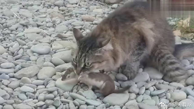 倒霉的黄鼠狼被猫老大死死的咬在嘴中