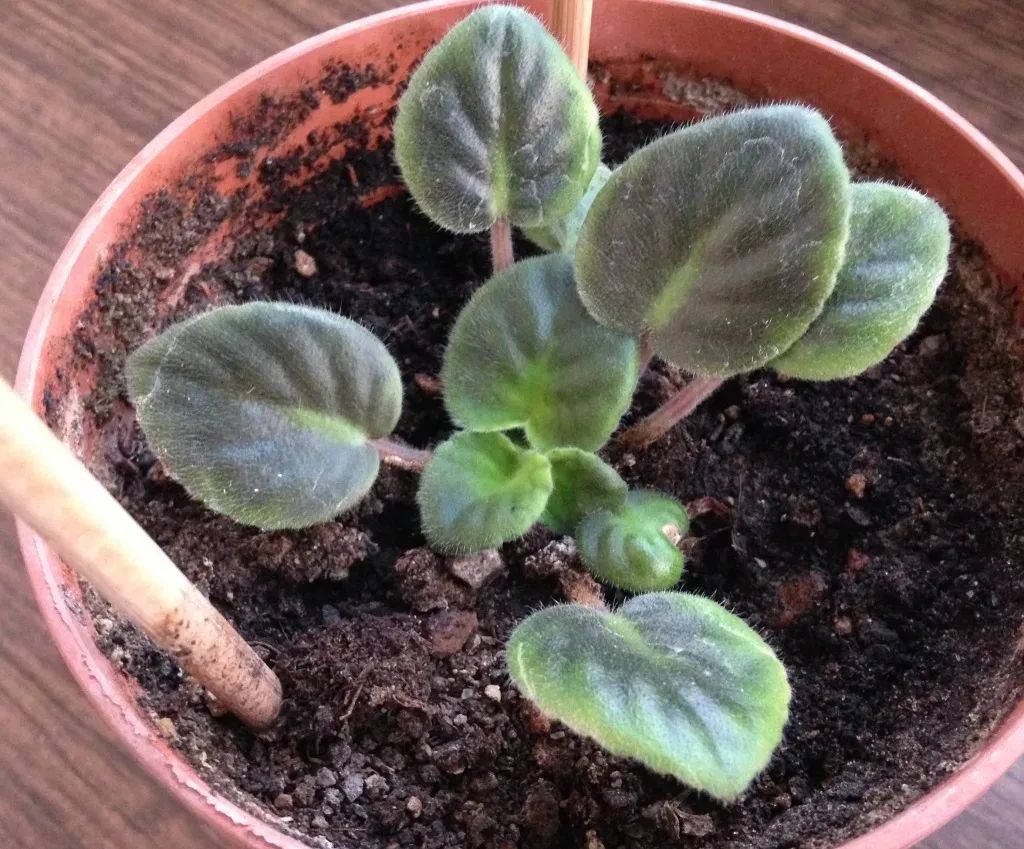 用叶子扦插繁殖的非洲紫罗兰可以水培或土培大半年可重新开花