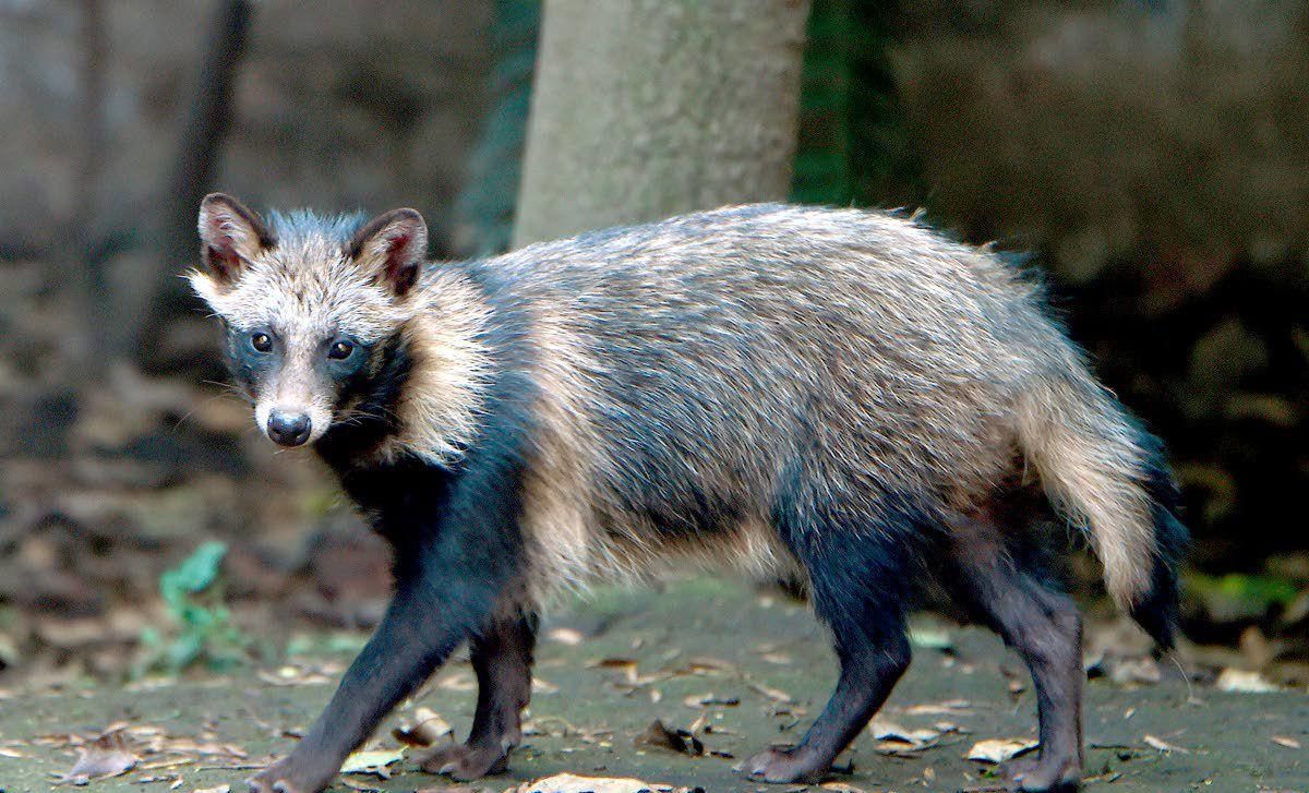 像只肥狐狸,敢进村盗鸡吃,经常欺负狗獾|野生动物|貉子|狗獾_新浪新闻