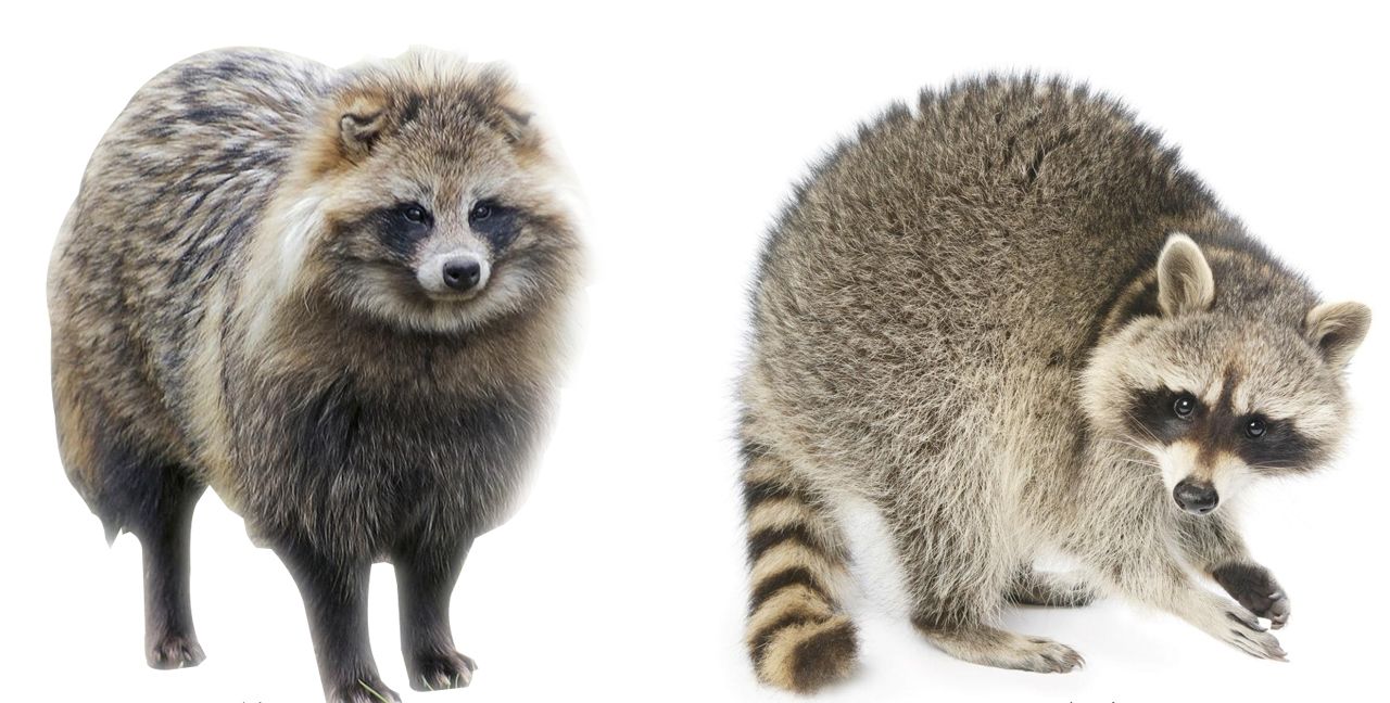 像只肥狐狸,敢进村盗鸡吃,经常欺负狗獾|野生动物|貉子|狗獾_新浪新闻