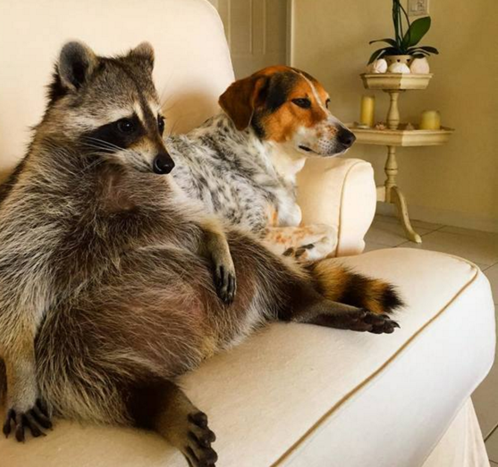 主人买了只小浣熊和狗子作伴,同吃同睡同玩,友好模样羡煞主人|浣熊