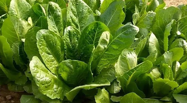 汉斯沙拉菜耐热也耐寒,发芽温度在7到38度,所在基本上一年四季以种植