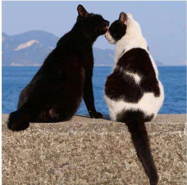 猫咪|猫|叫声_新浪新闻