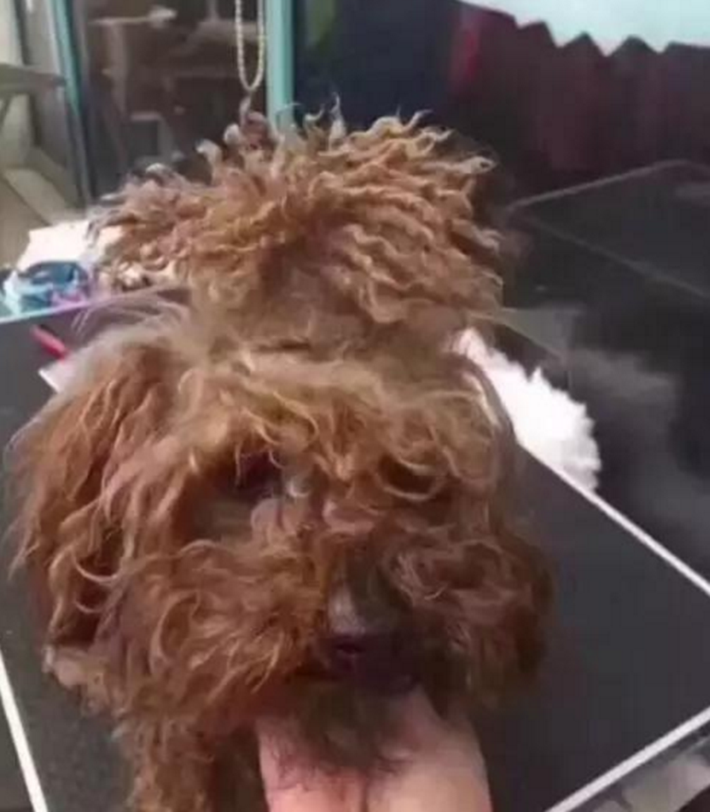 泰迪被主人骗去剃毛变成秃头后泰迪一脸生无可恋的模样
