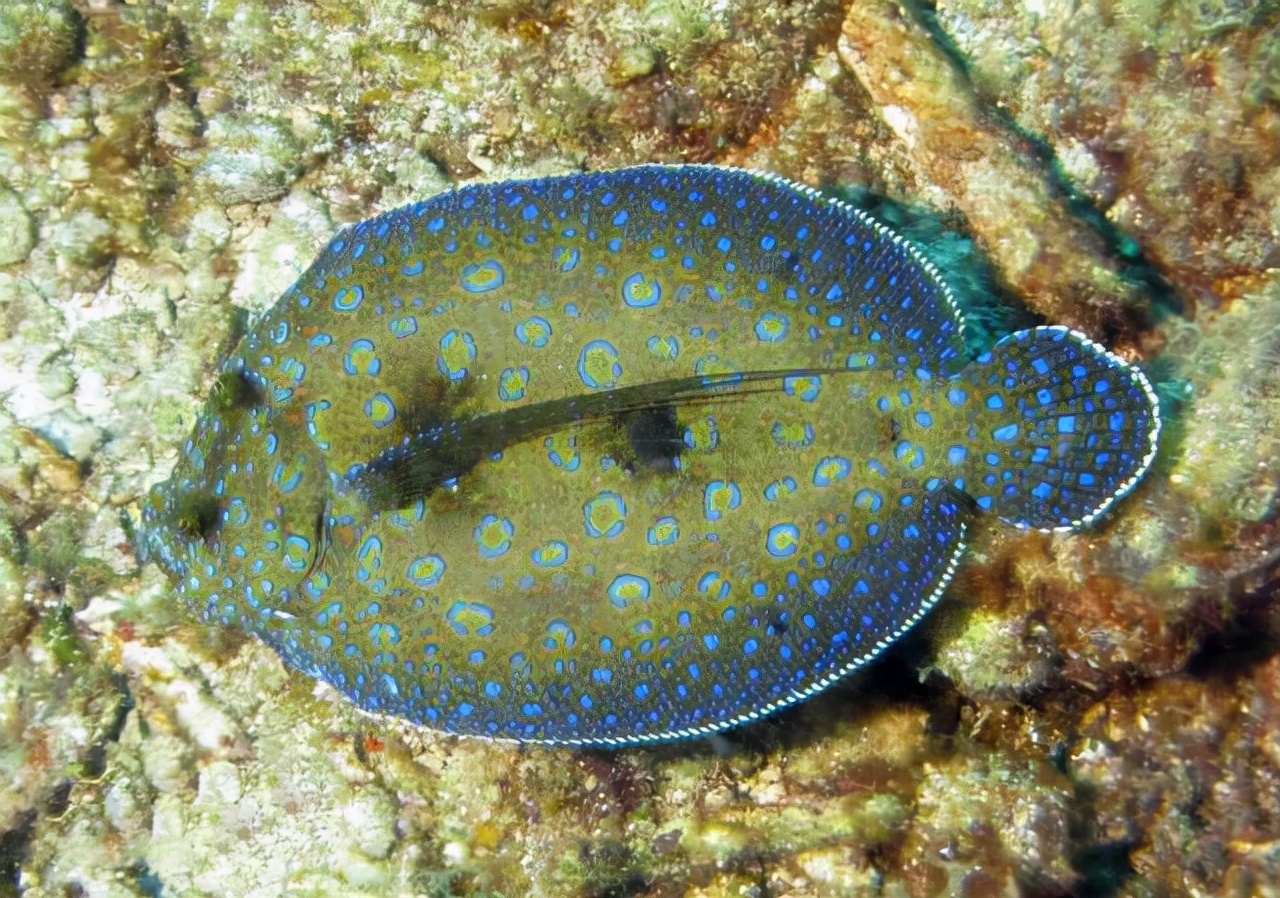 比目鱼小的时候是左右对称的为什么长大了眼睛就挤到一侧了