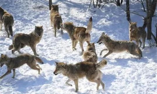 母狼带幼崽流浪,被孤寡老人收养,4年后老人去世,狼群刨土埋葬休闲区蓝鸢梦想 - Www.slyday.coM 母狼带幼崽流浪,被孤寡老人收养,4年后老人去世,狼群刨土埋葬休闲区蓝鸢梦想 - Www.slyday.coM