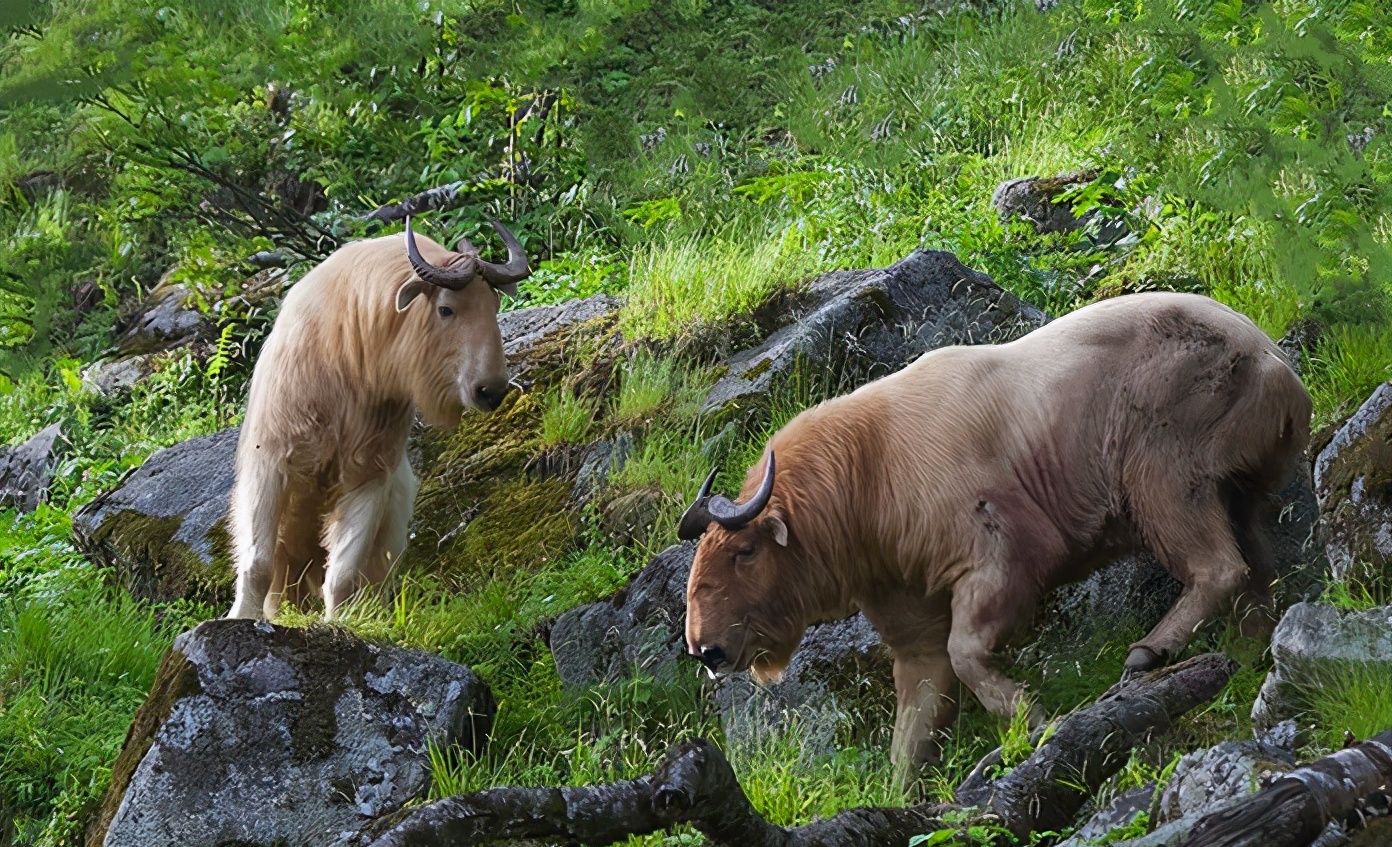 秦岭羚牛局部泛滥威胁大熊猫伤害人类为什么还要保护它们
