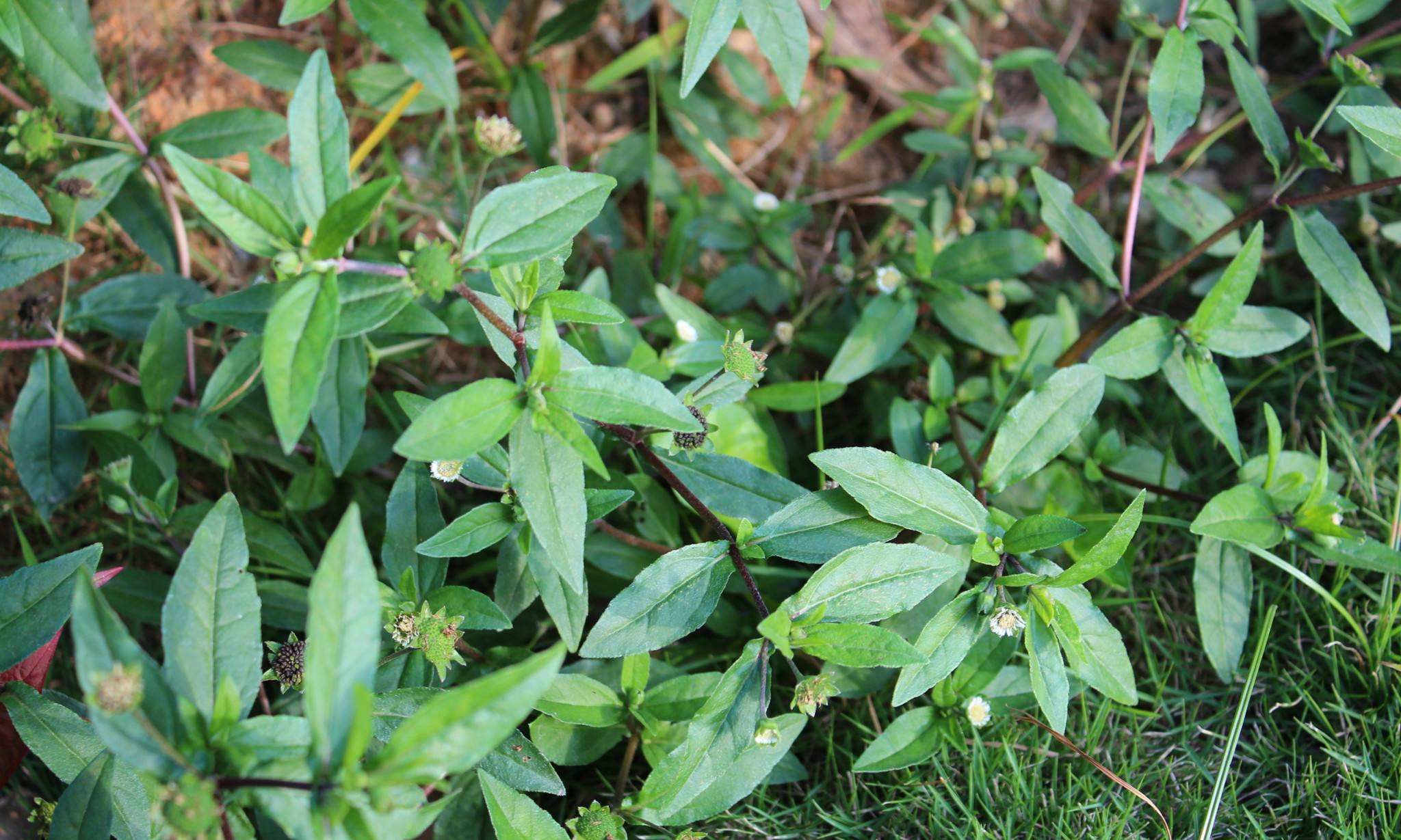 农村小河边一野草,人称"乌发草",用它来煮水比染头发好__财经头条