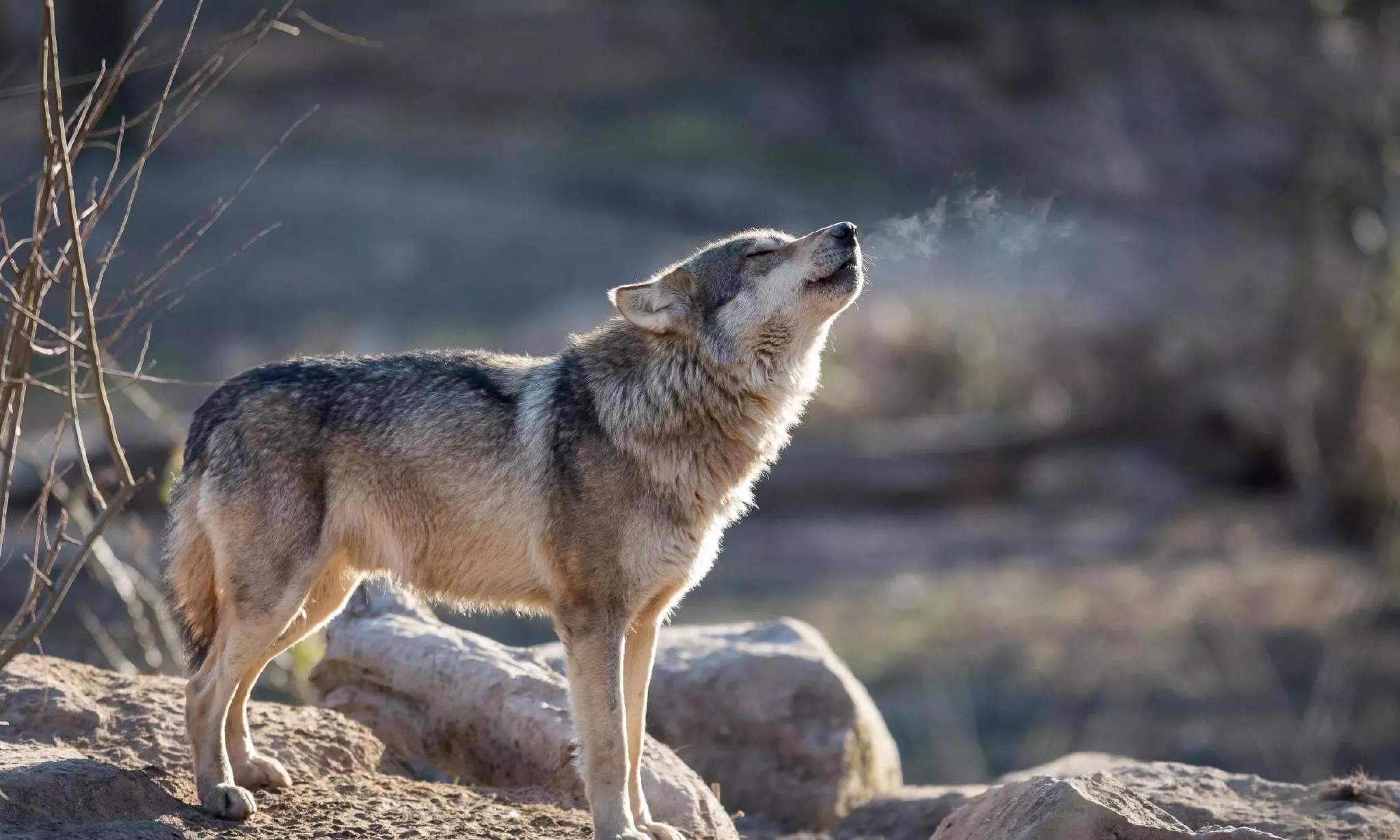 母狼带幼崽流浪,被孤寡老人收养,4年后老人去世,狼群刨土埋葬休闲区蓝鸢梦想 - Www.slyday.coM 母狼带幼崽流浪,被孤寡老人收养,4年后老人去世,狼群刨土埋葬休闲区蓝鸢梦想 - Www.slyday.coM