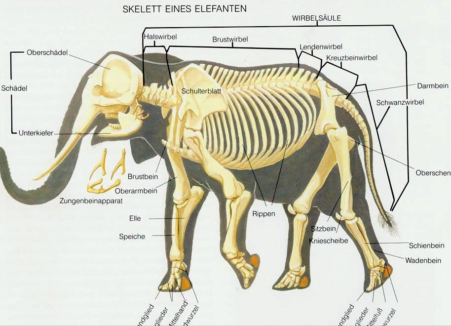 大象身体结构图如果仅仅是取走了那三分之二并不会对大象的生存起到