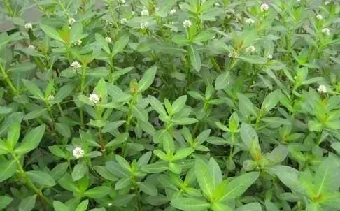 空心蓮子草(alligator alternanthera herb),莧科,多年生宿根性雜草