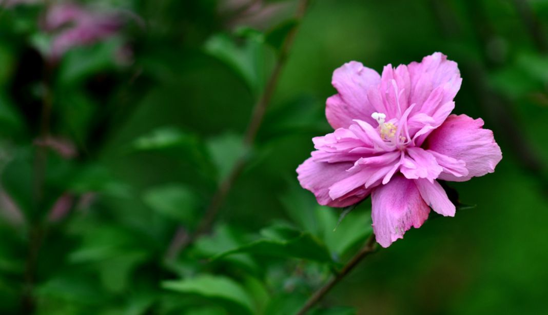 从古至今的花语解读