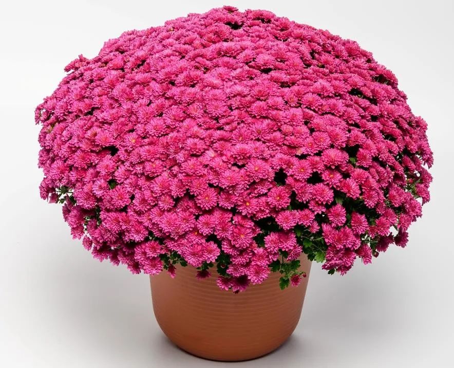 自育花园小菊在天安门国庆花坛中全面替代国外品种休闲区蓝鸢梦想 - Www.slyday.coM