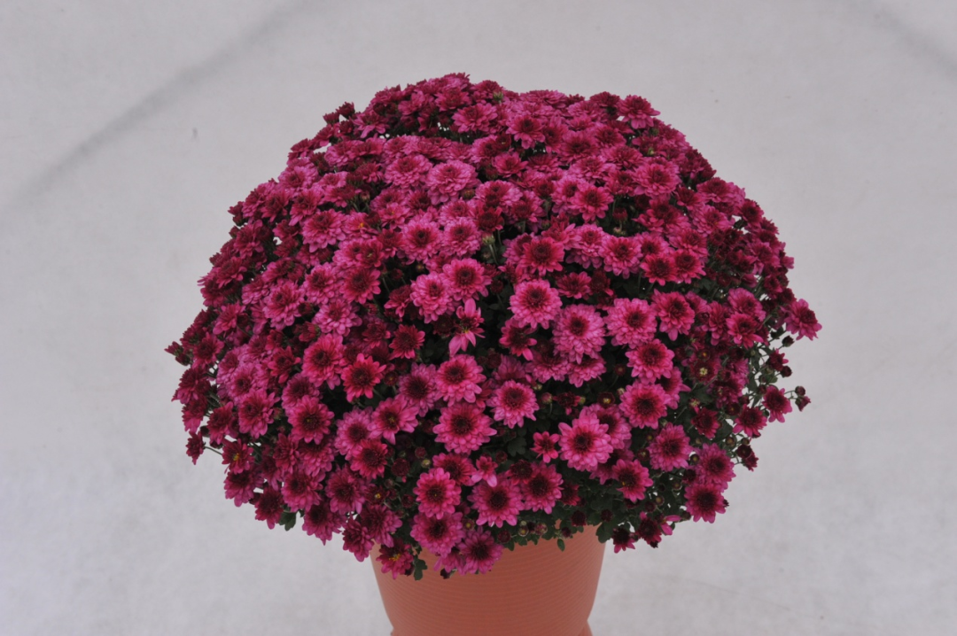 自育花园小菊在天安门国庆花坛中全面替代国外品种休闲区蓝鸢梦想 - Www.slyday.coM