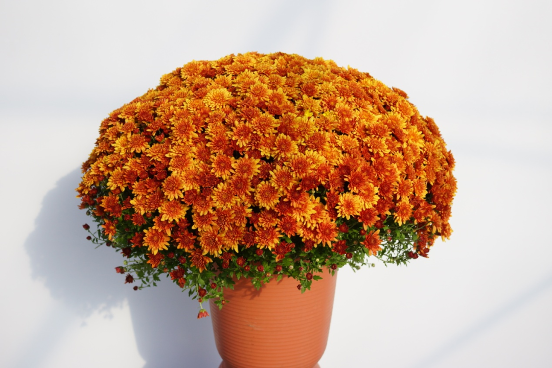 自育花园小菊在天安门国庆花坛中全面替代国外品种休闲区蓝鸢梦想 - Www.slyday.coM