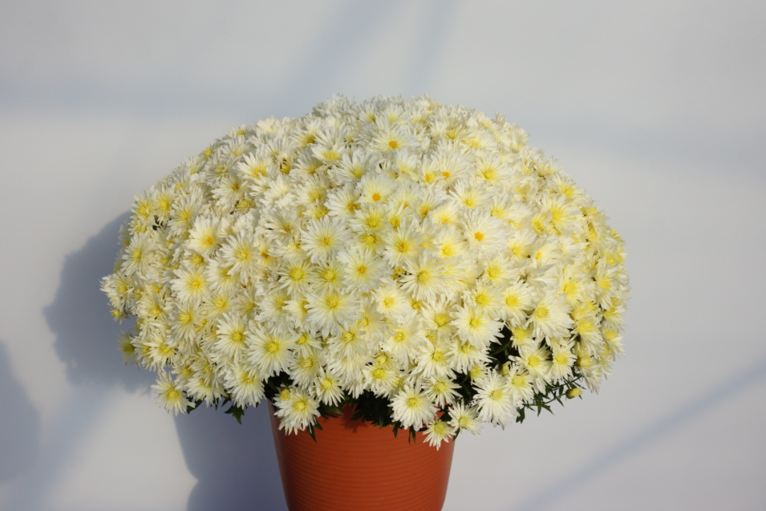 自育花园小菊在天安门国庆花坛中全面替代国外品种休闲区蓝鸢梦想 - Www.slyday.coM