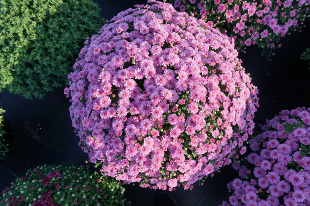 自育花园小菊在天安门国庆花坛中全面替代国外品种休闲区蓝鸢梦想 - Www.slyday.coM