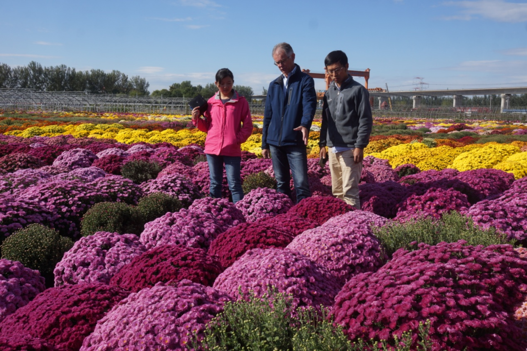 自育花园小菊在天安门国庆花坛中全面替代国外品种休闲区蓝鸢梦想 - Www.slyday.coM