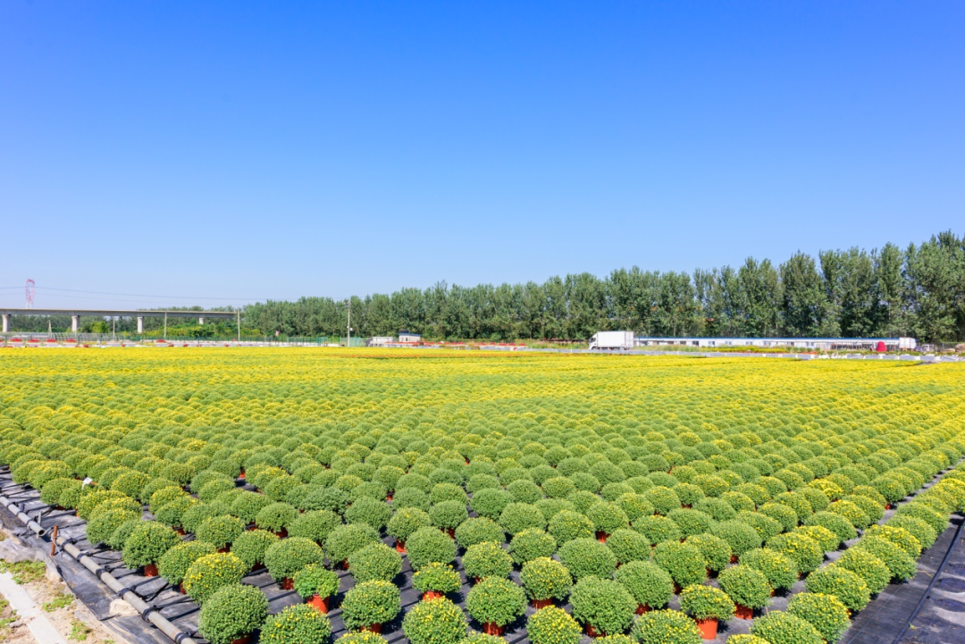 自育花园小菊在天安门国庆花坛中全面替代国外品种休闲区蓝鸢梦想 - Www.slyday.coM