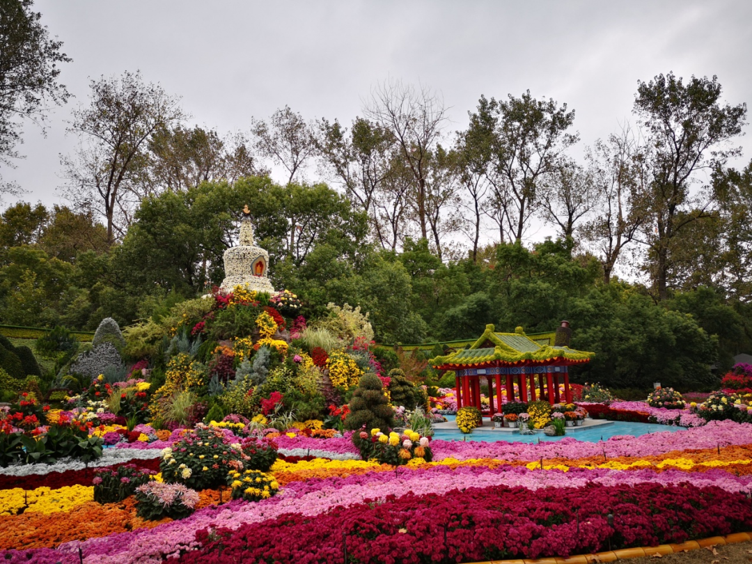 自育花园小菊在天安门国庆花坛中全面替代国外品种休闲区蓝鸢梦想 - Www.slyday.coM