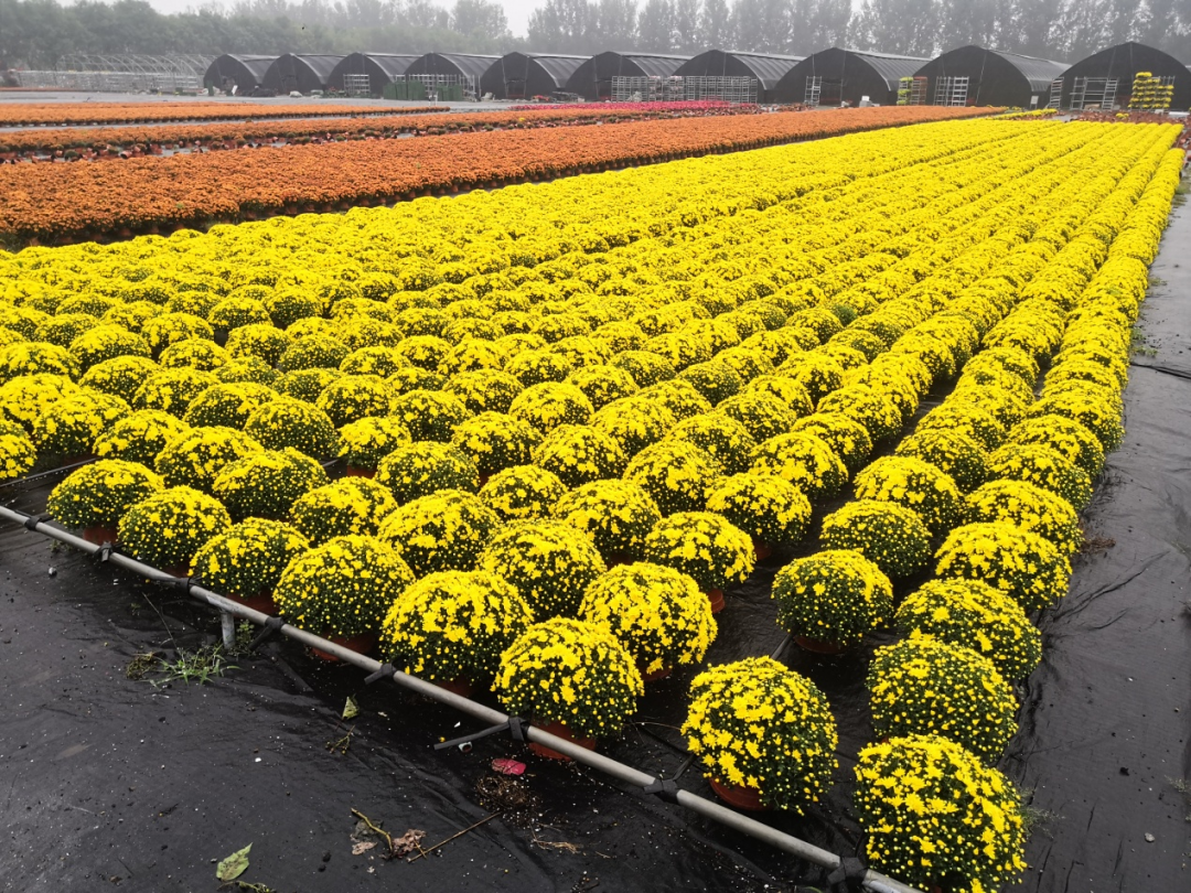 自育花园小菊在天安门国庆花坛中全面替代国外品种休闲区蓝鸢梦想 - Www.slyday.coM