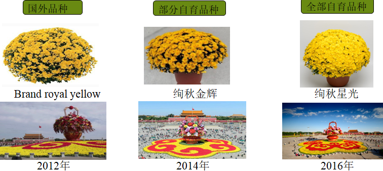 自育花园小菊在天安门国庆花坛中全面替代国外品种休闲区蓝鸢梦想 - Www.slyday.coM