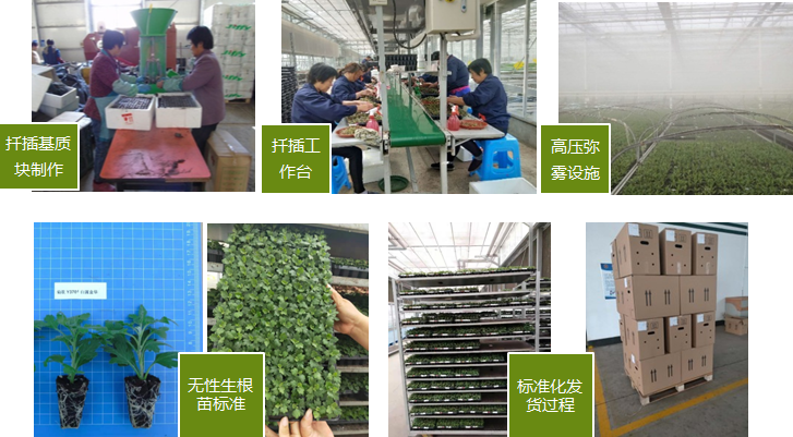 自育花园小菊在天安门国庆花坛中全面替代国外品种休闲区蓝鸢梦想 - Www.slyday.coM