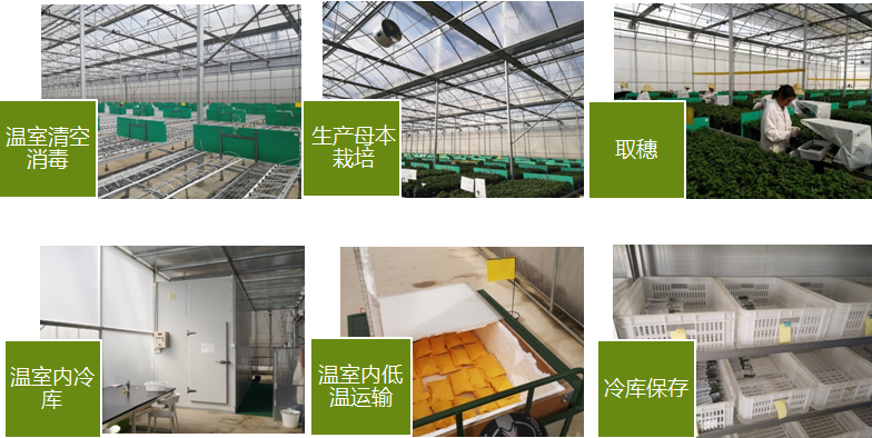 自育花园小菊在天安门国庆花坛中全面替代国外品种休闲区蓝鸢梦想 - Www.slyday.coM