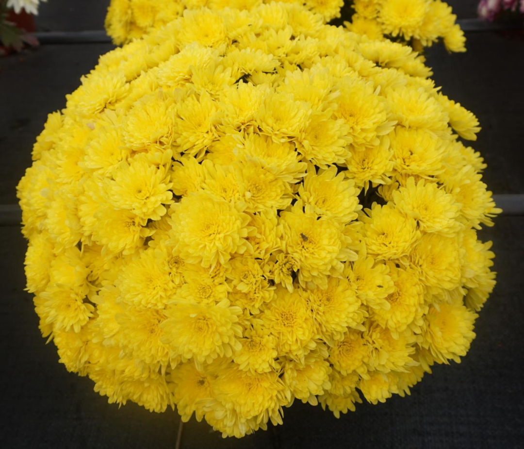 自育花园小菊在天安门国庆花坛中全面替代国外品种休闲区蓝鸢梦想 - Www.slyday.coM