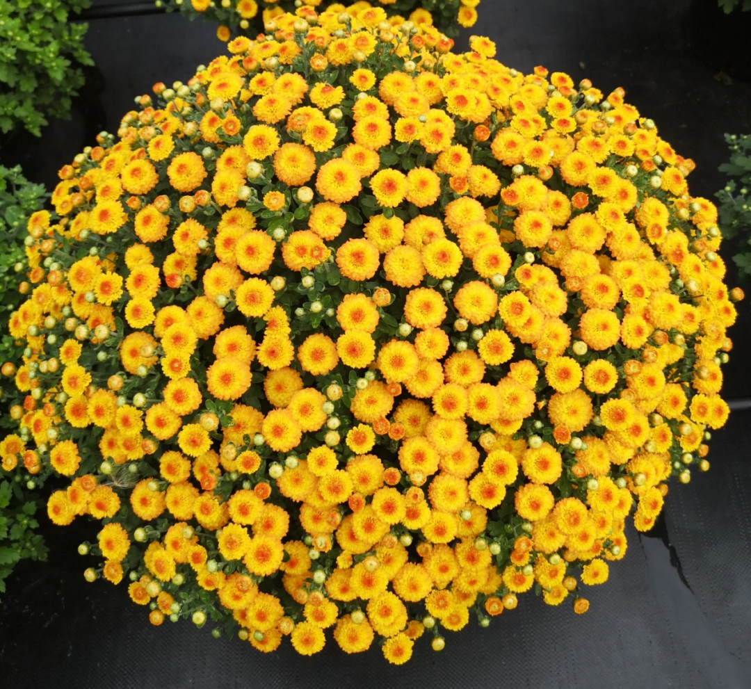 自育花园小菊在天安门国庆花坛中全面替代国外品种休闲区蓝鸢梦想 - Www.slyday.coM