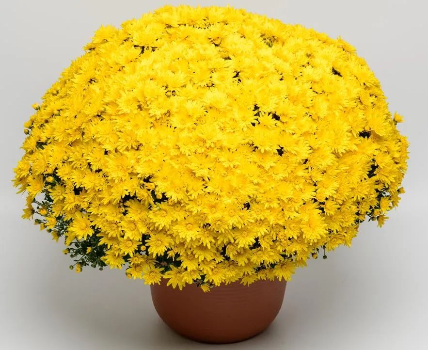 自育花园小菊在天安门国庆花坛中全面替代国外品种休闲区蓝鸢梦想 - Www.slyday.coM