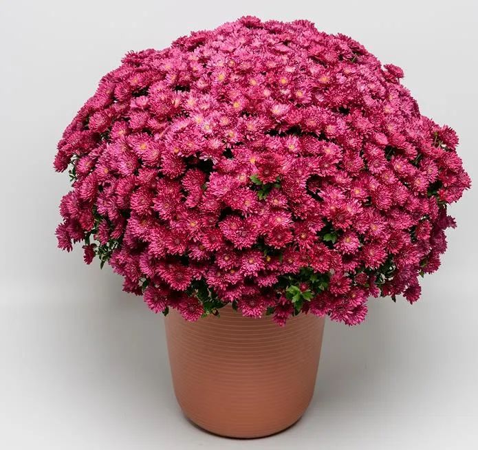 自育花园小菊在天安门国庆花坛中全面替代国外品种休闲区蓝鸢梦想 - Www.slyday.coM