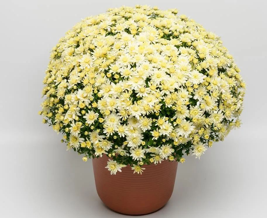 自育花园小菊在天安门国庆花坛中全面替代国外品种休闲区蓝鸢梦想 - Www.slyday.coM